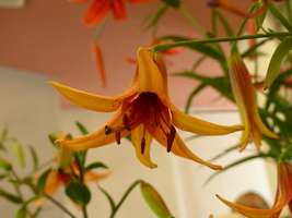 Foto: Dr. Peter Müller